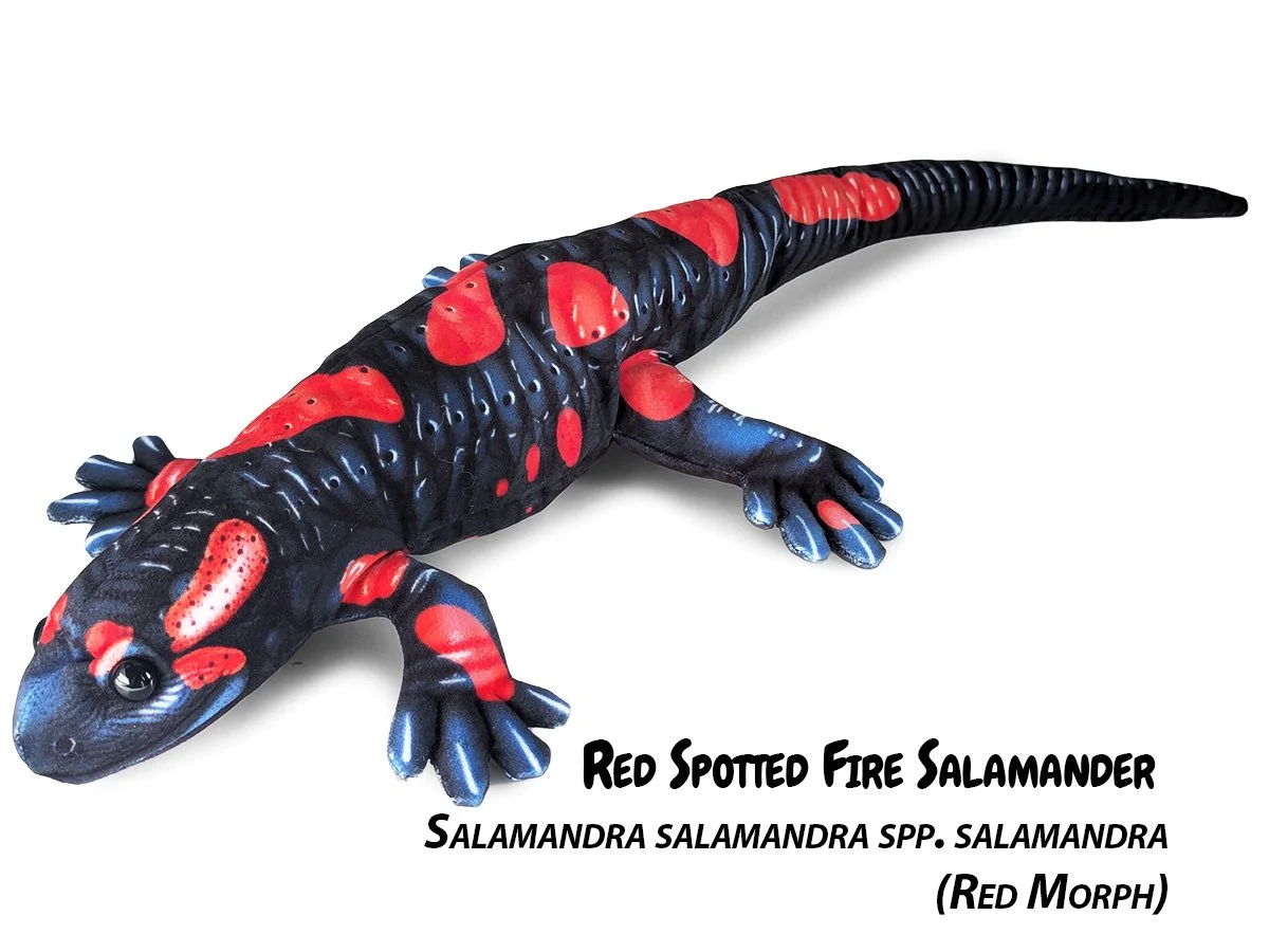 Salamandra Species — PALÆOPLUSHIES